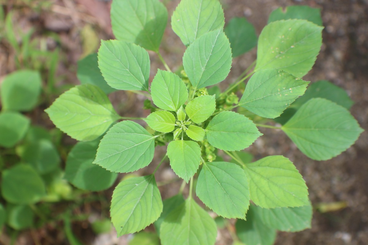 Acalypha indica L.